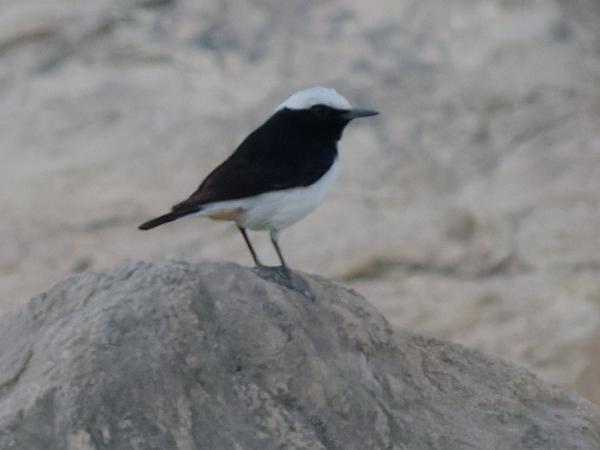 <h3><a href="/trips/oman/biota/animalia/chordata/aves/040 passeriformes/108 muscicapidae/oenanthe lugentoides/oenanthe lugentoides-nl.html">Oenanthe&nbsp;lugentoides</a> / Arabian&nbsp;wheatear / Arabische&nbsp;rouwtapuit</h3>OM-1 Mark II met OLYMPUS M.150-400mm F4.5 TC, 1/1600 sec  bij F5.6, ISO 10000, afstand 28.2&nbsp;m